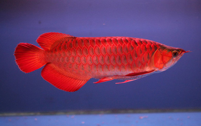 Thú vui tiền tỷ phục vụ giới nhà giàu Việt Nam - Ảnh 5 Thú vui tiền tỷ phục vụ giới nhà giàu Việt Nam - Ảnh 5